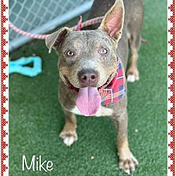 Photo of MIKE