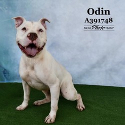 Photo of ODIN