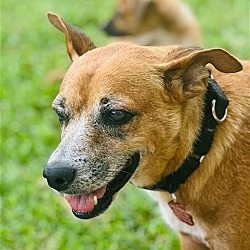 Photo of Ginger (Foster in PR)