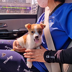 Thumbnail photo of Gongju #3