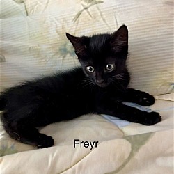 Photo of Freyr