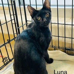 Thumbnail photo of Luna #1