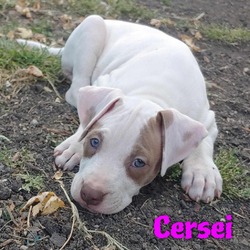 Thumbnail photo of Cersei #1