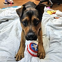 adopt a pet