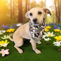 adopt-pet
