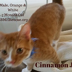 Thumbnail photo of Cinnamon Jr. #3