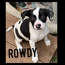Thumbnail photo of Rowdy #3