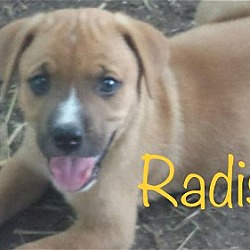 Thumbnail photo of Radish #1