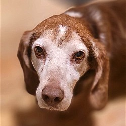 Photo of Flopsy