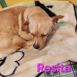 Thumbnail photo of Rosita #3