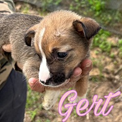 Photo of Gert