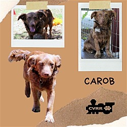 Photo of Carob