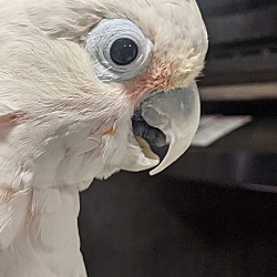 Photo of Harry the Goffins Cockatoo