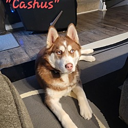 Thumbnail photo of Cashus #1
