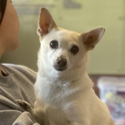 bonded pet photo