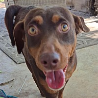 adopt a pet