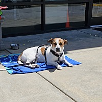 adopt a pet
