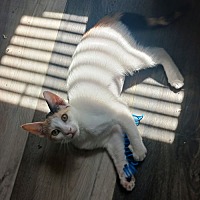 adopt a pet
