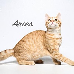 Thumbnail photo of Aries #1