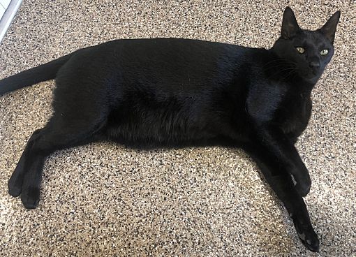 Cloquet Mn Exotic Meet Loki A Pet For Adoption