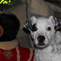 Photo of Patches aka Annie