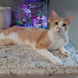 Sos Rescue Nj In Clinton New Jersey