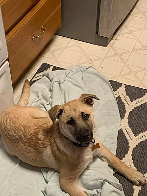 Colorado springs, CO - German Shepherd Dog. Meet Phoebe a ...