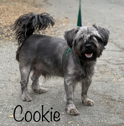 Photo of Lil Cookie