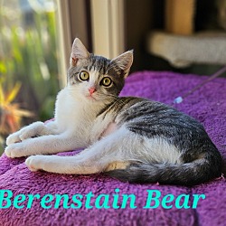 Thumbnail photo of Berenstain Bear #4