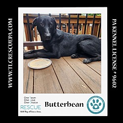 Thumbnail photo of Butterbean (Cartoon Cuties) 072024 #2