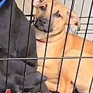 Adopt A Pet :: Aspen - Locust Grove, GA