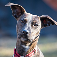 adopt-pet