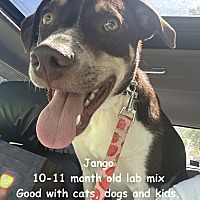 adopt a pet