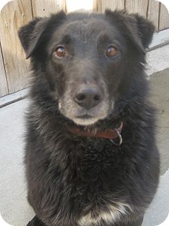 Chicago, IL - Labrador Retriever. Meet Black Jack (ADOPTED!) a Dog ...