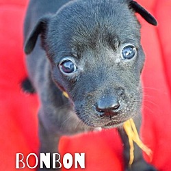 Thumbnail photo of BonBon #2