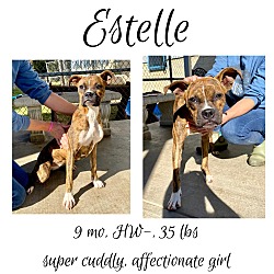 Photo of Estelle