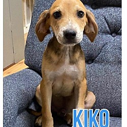 Thumbnail photo of Kiko #3