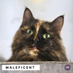 Photo of Maleficent