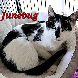 Thumbnail photo of Junebug #1