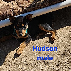 Thumbnail photo of Hudson #4