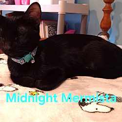 Photo of Midnight Mermista