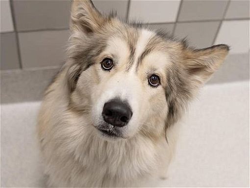 Denver, CO - Alaskan Malamute. Meet AMADEUS a Pet for Adoption ...