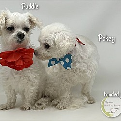 Thumbnail photo of Pokey and Puddle (BONDED PAIR) #2