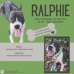 Thumbnail photo of Ralphie #1