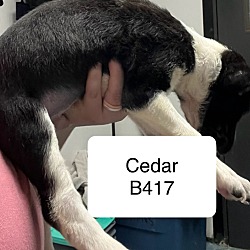 Thumbnail photo of Cedar B417 #2