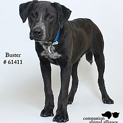 Thumbnail photo of Buster (Foster) #1