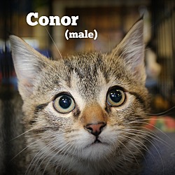 Thumbnail photo of Conor #1