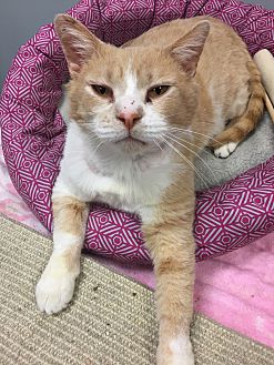 cat bandages petsmart
