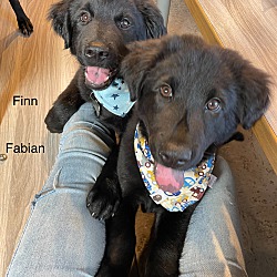 Thumbnail photo of Finn (Formosan Mountain Dog) #3