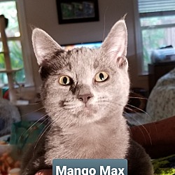 Photo of Mango Max 2679